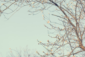Almond branches