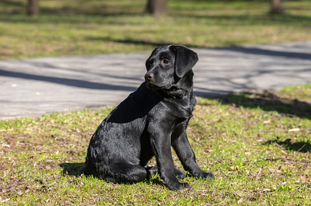 Labrador retriever puppy in grass, an Animal Photo by AlexBush