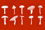 Procreate Wild Mushroom Stamps, a Brush Add-On by BrushBoy (Thumbnail 3 of 7)