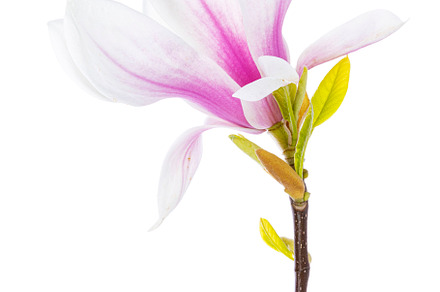Magnolia flower on white background, a Nature Photo by Cat'chy Images by Nynke