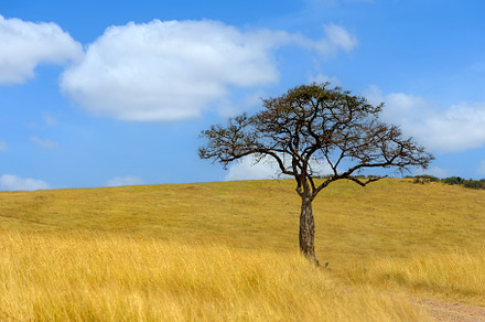 Beautiful landscape with Acacia tree in African savannah, a Nature Photo by Byrdyak