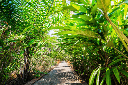 Tropical garden landscape, a Nature Photo by Nednapa