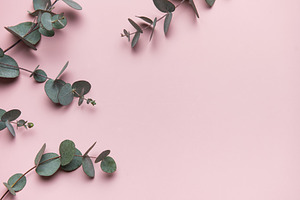 Eucalyptus leaves forming a border on pink background, a Business Photo by Olena Rudo