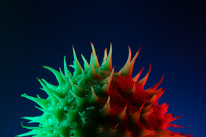 Close-up of a spiky green fruit with dramatic red and blue light, a Background Photo by Ales Munt