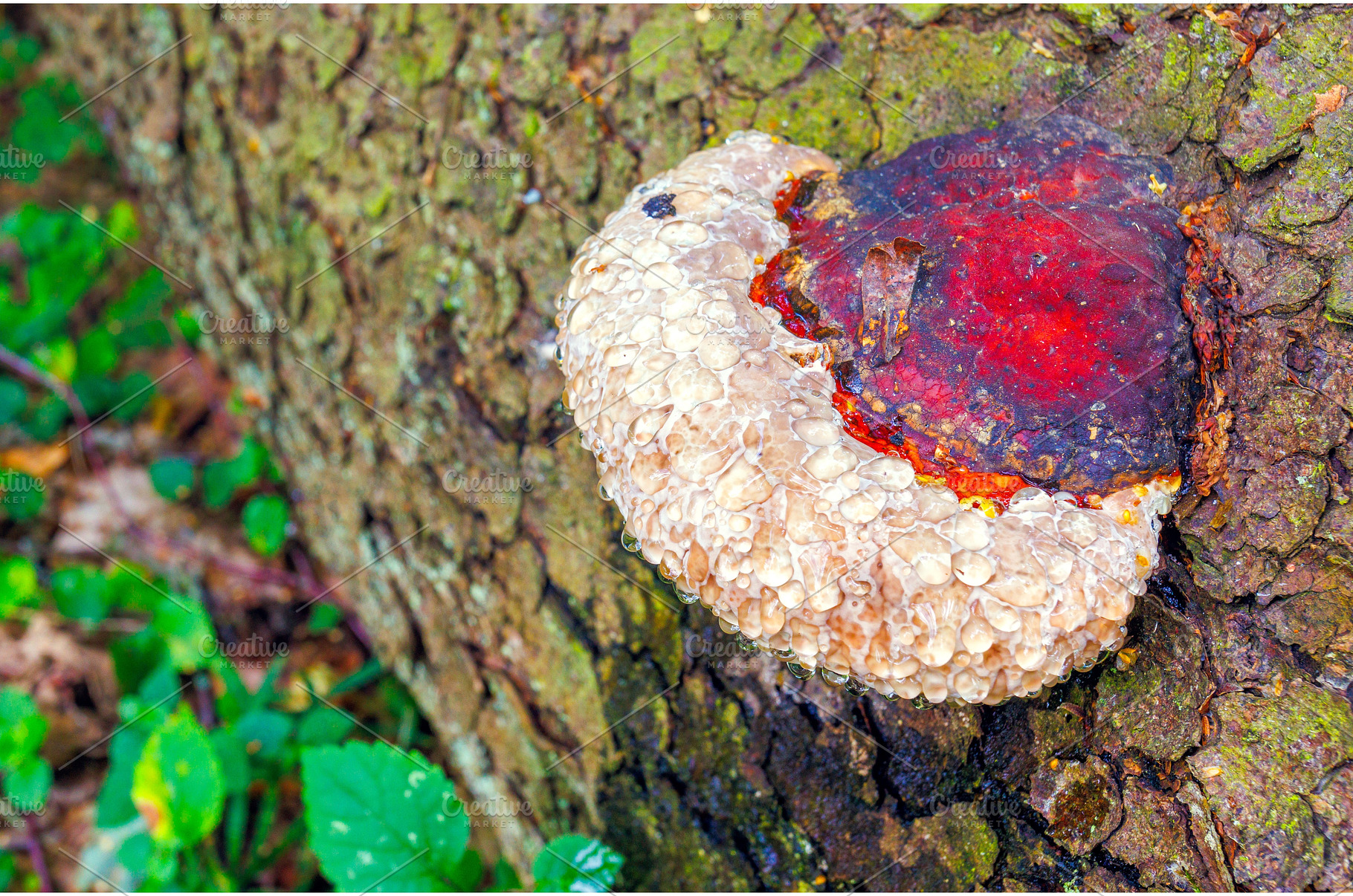 Parasitic fungus - Phellinus, a Nature Photo by Lukas Jonaitis SHOP