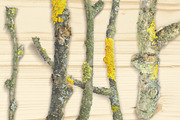 Autumn Floral Mockup Objects, an Object Graphic by uncle-rico (Thumbnail 11 of 13)