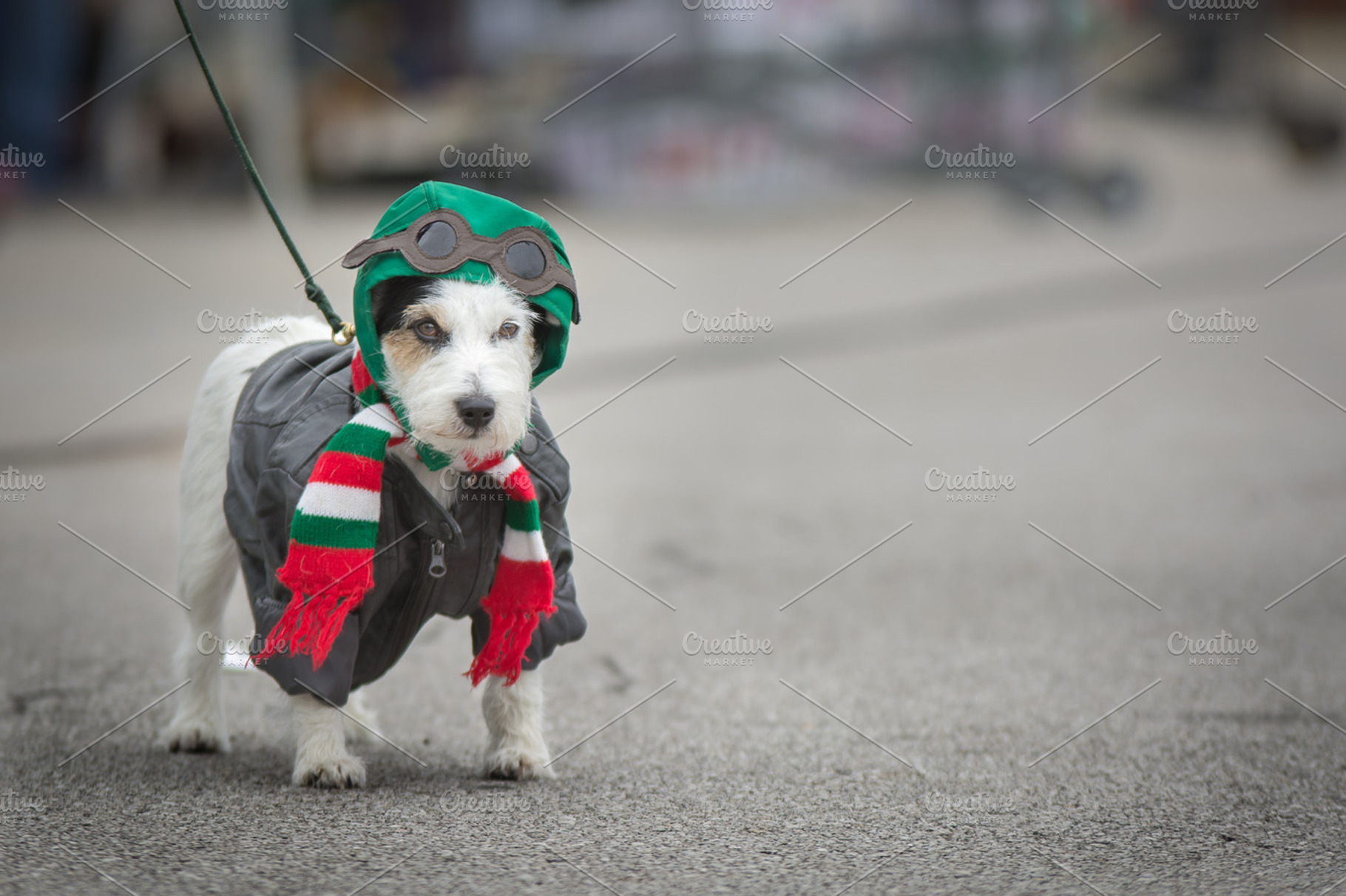 Dog dressed for Halloween, an Animal Photo by Androo Interactive
