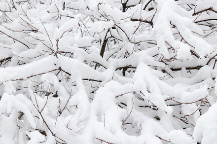 Snow lies in a thick snowdrift on the branches of a winter park. Snowy backgrou, a Nature Photo by Textures & Backgrounds