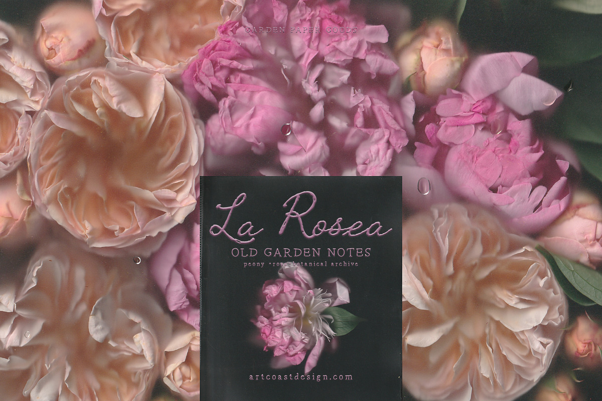 La Rosea — Botanical Floral Ephemera, a Background Graphic by nadispasibenko (Photo 4 of 8)