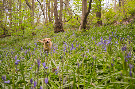 Lola in America Woods