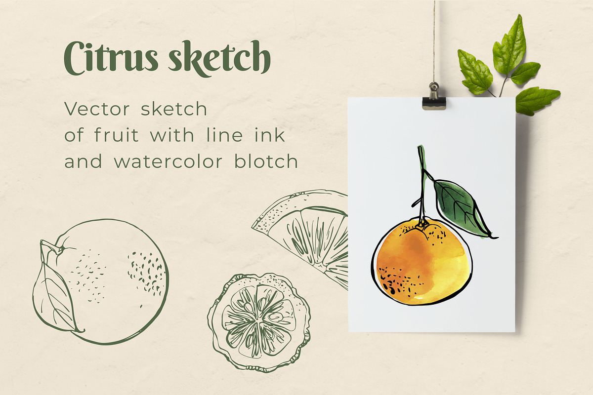 Citrus sketch. Oranges and lemons, a Food Illustration by irina.vaneeva (Photo 9 of 11)