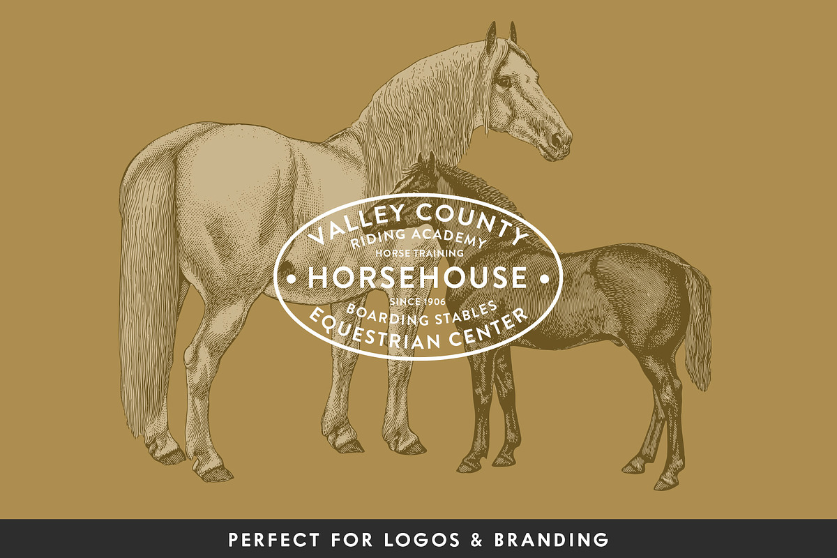 Horses - Vintage Illustration Set, an Illustration by Graphic Goods (Photo 7 of 12)