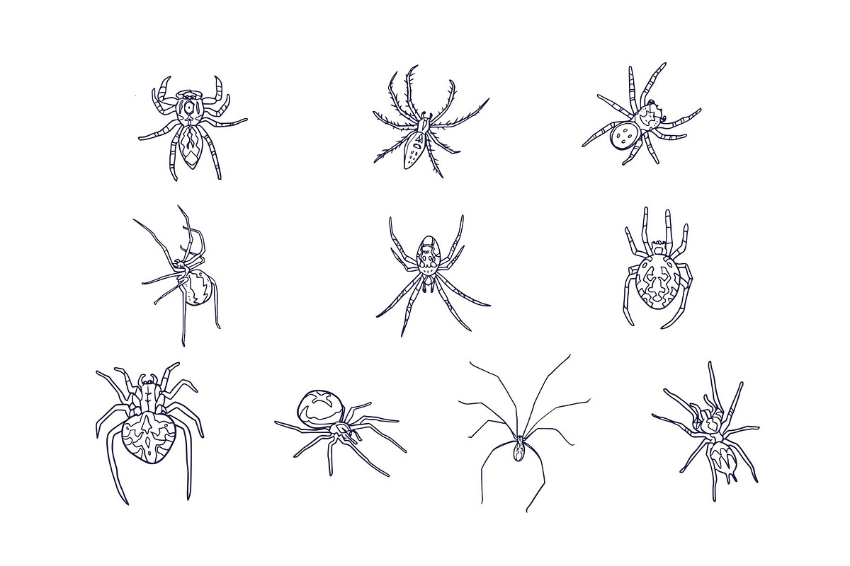 Breeds Spider Handdrawn Vol 2, an Animal Illustration by SLAB! Design (Photo 2 of 3)