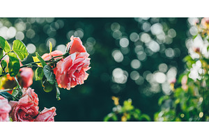 Beautiful roses in a park