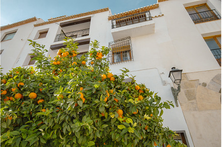 Orange tree on the background of a, an Architecture Photo by Diary of impressions