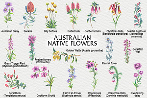 Australian Native Flowers