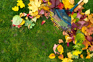 Rake on a wooden stick and colored  autumn foliage collecting grass clippings