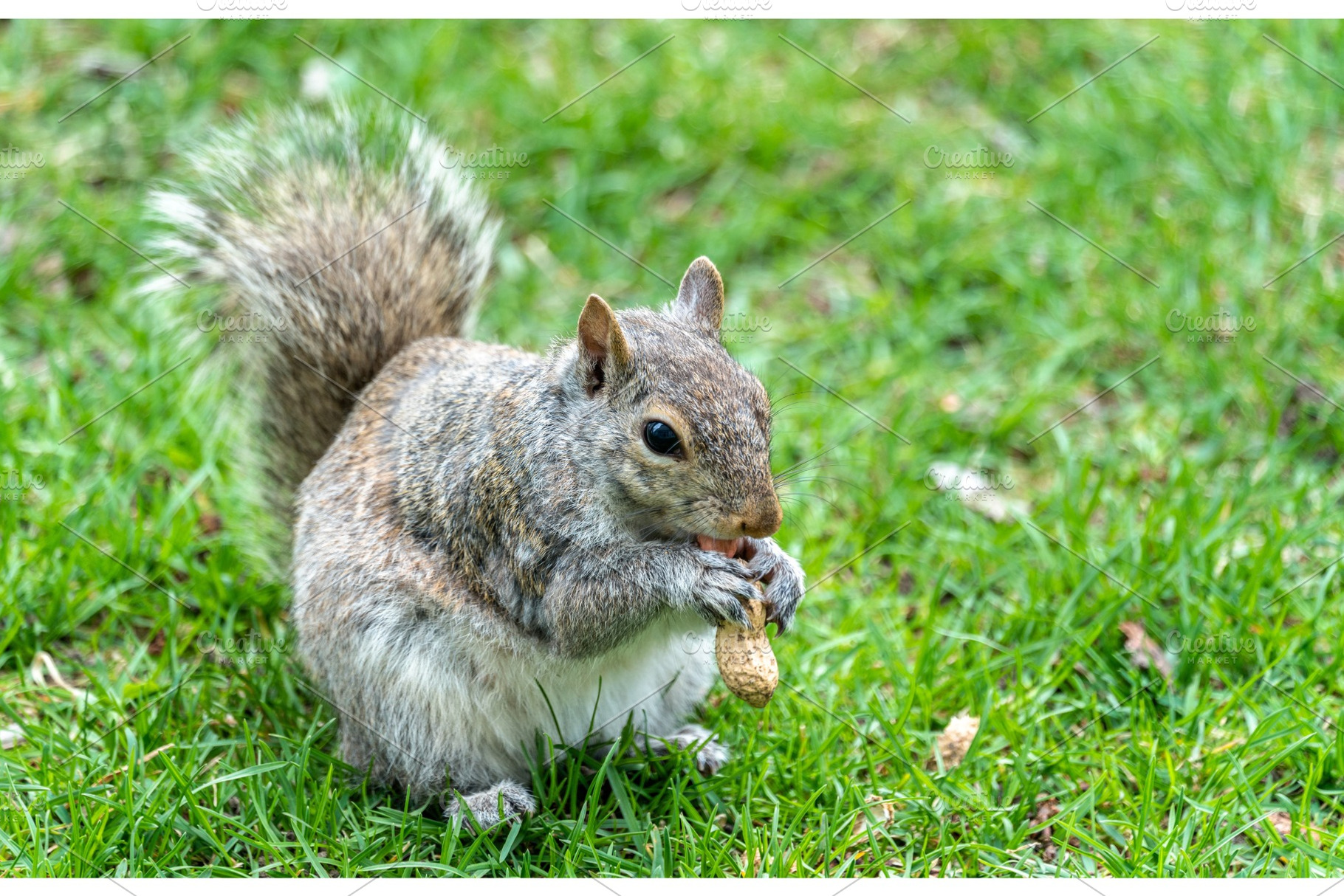Eastern gray squirrel eating a peanut in montreal quebec canada stock photo, an Animal Photo by Leonid Andronov