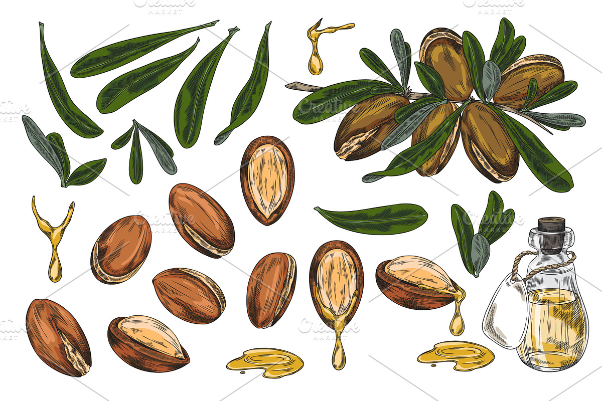 Argan tree branch with leaves and, a Food Illustration by Sabelskaya