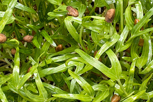 Top view of microgreen, a Nature Photo by ArtBackground
