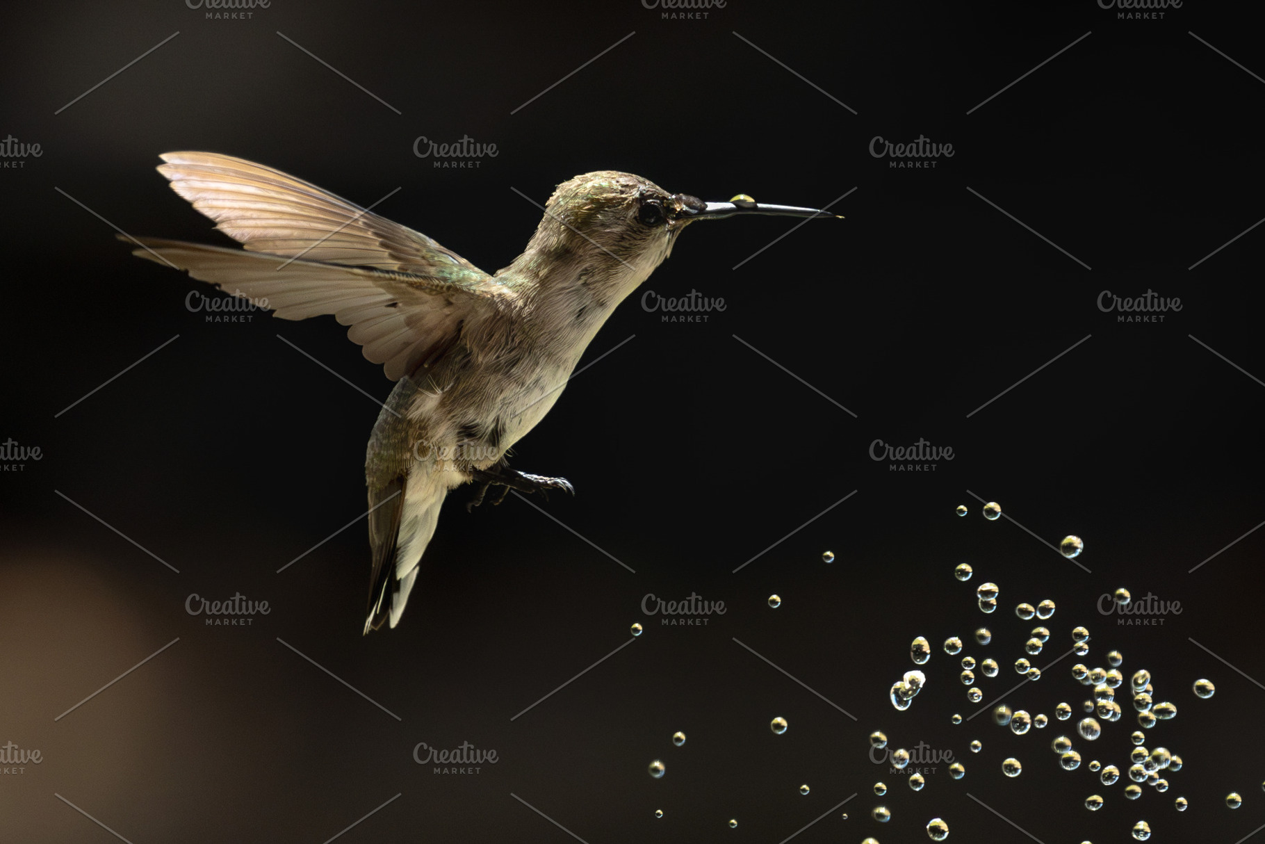 Annas Hummingbird - Calypte Anna, a Photo by Andy Dean Photography