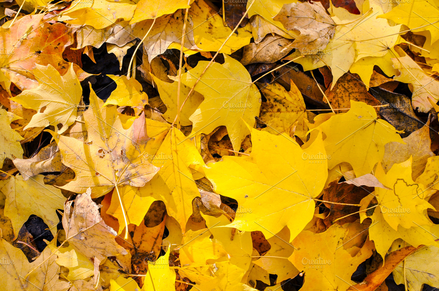 Autumn Leaves