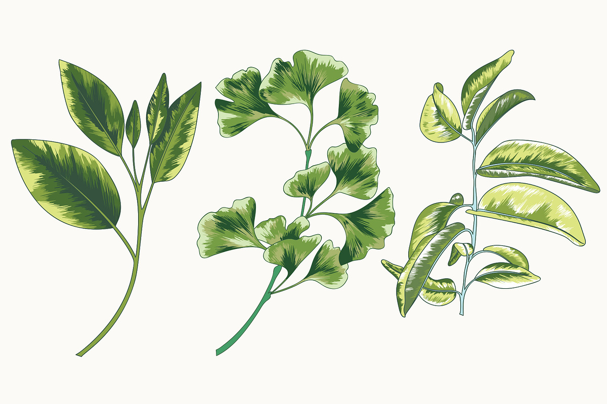 Tropical Leaf Clip Art, an Illustration by Ania Illustration (Photo 4 of 6)