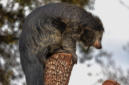 Binturong climbing on a tree branch, an Animal Photo by Perpis