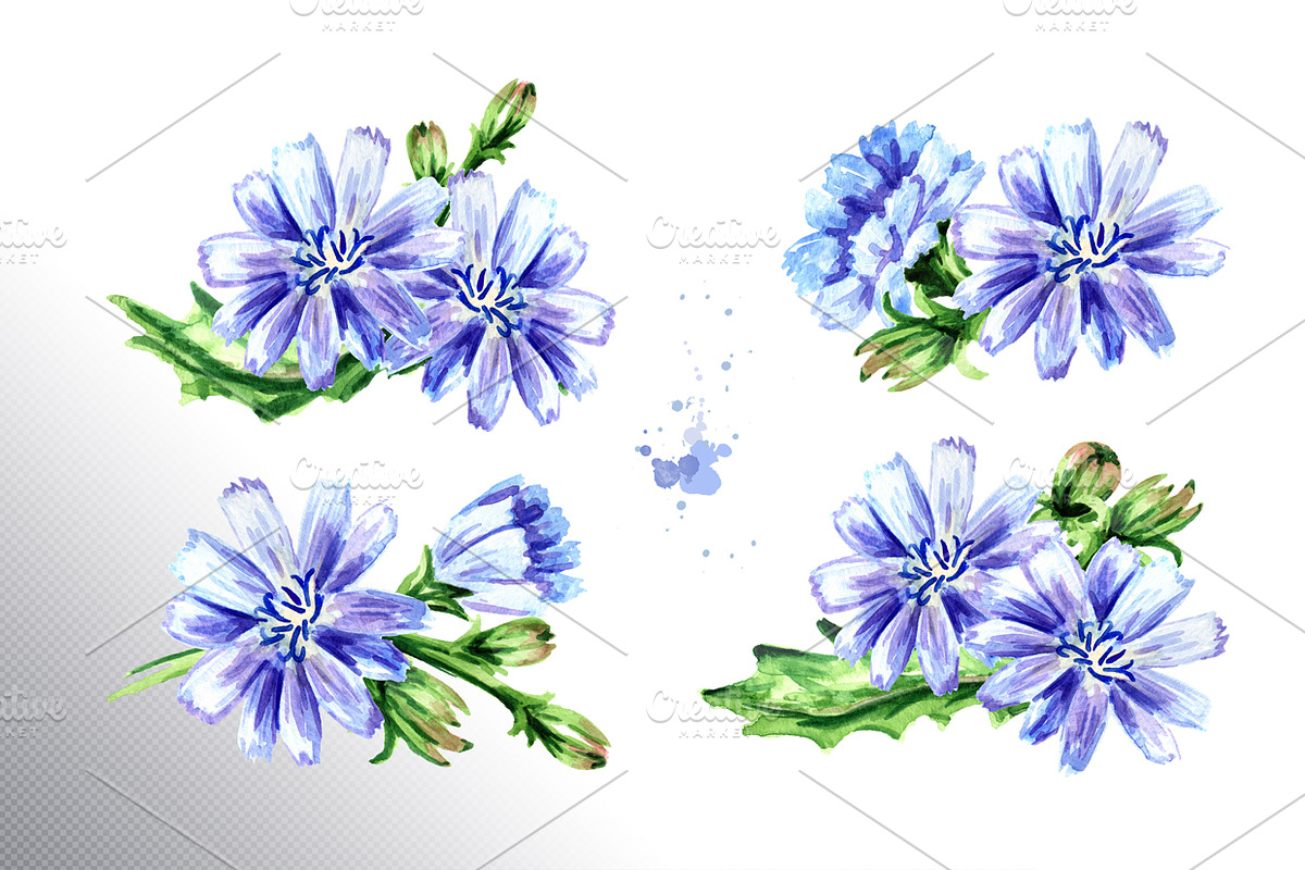 Chicory. Watercolor collection, a Food Illustration by Daria Ustiugova (Photo 2 of 9)
