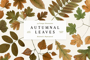 Autumn Leaves Clipart - 59 Images, an Object Illustration by Century Library