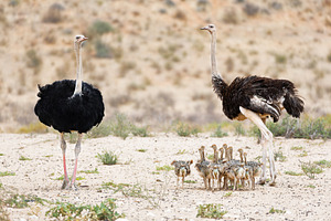 Ostrich family portrait