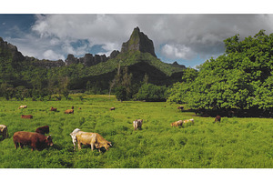 Many cows peacefully grazing lush, an Animal Photo by Goinyk