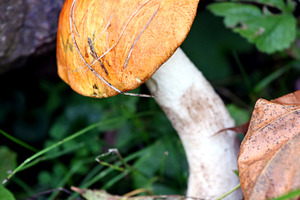 Mushroom, a Nature Photo by BOOCYS