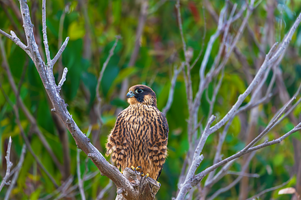 Falcon Perched in Tree, an Animal Photo by ryancartermedia