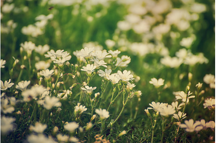 White spring flowers, a Nature Photo by Nature and travel