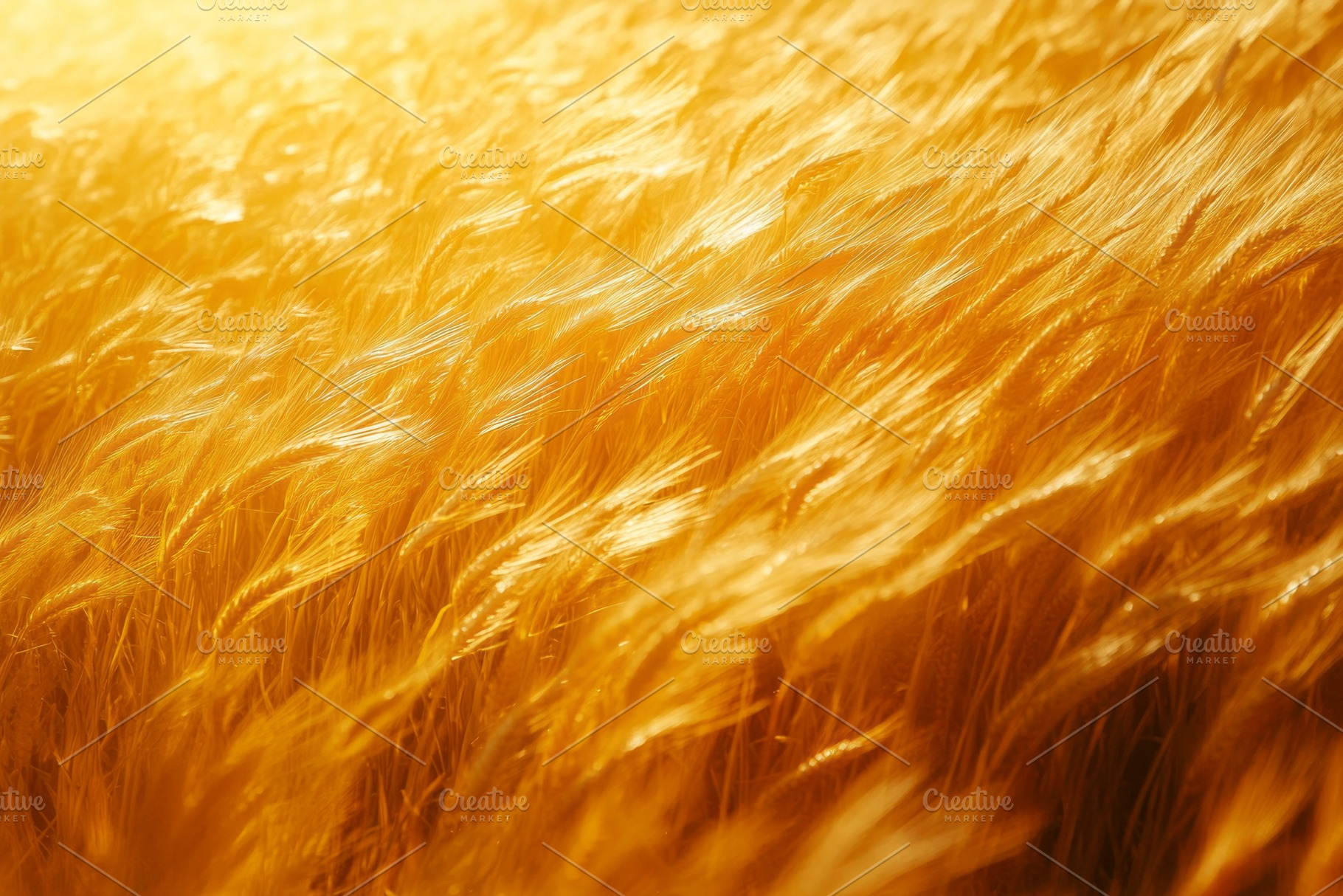 Golden wheat field swaying gently in the warm sunlight., a Background Photo by ImageMir