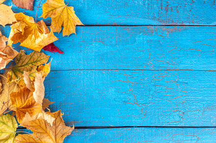Autumn fall leaves background, a Holiday Photo by Rimma