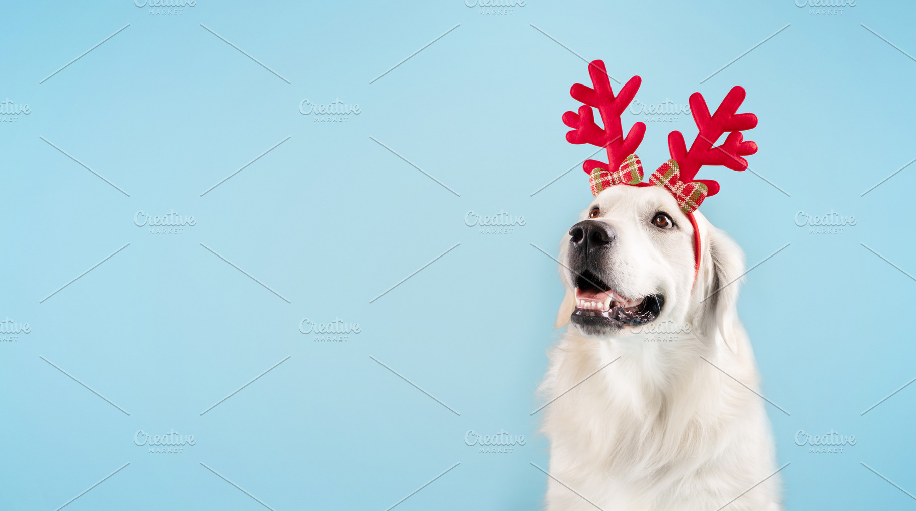 Adorable golden retriever dog wearing funny red deer horns sitting isolated on, a Photo by Prostock-Studio