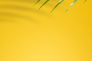 Bright yellow background with palm leaves and their shadows on t, a Background Photo by ndanko