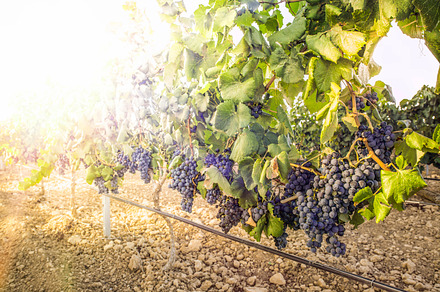 Vineyards on sunset stock photo containing vineyard and sunset, a Nature Photo by Deyan Georgiev