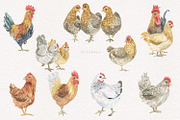 Hens and roosters, an Illustration by Love Watercolor Store (Thumbnail 2 of 10)