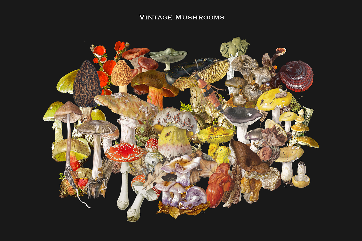 SALE! 3000+ Vintage Collage Bundle, an Object Graphic by Lilithcollageart (Photo 10 of 19)