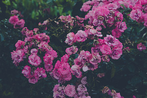 A close-up of a bush of bright pink garden roses with lush inflo, a Nature Photo by ndanko