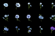 Watercolor Anemones Flower Clipart, a Graphic by Graphicspixel (Thumbnail 2 of 10)