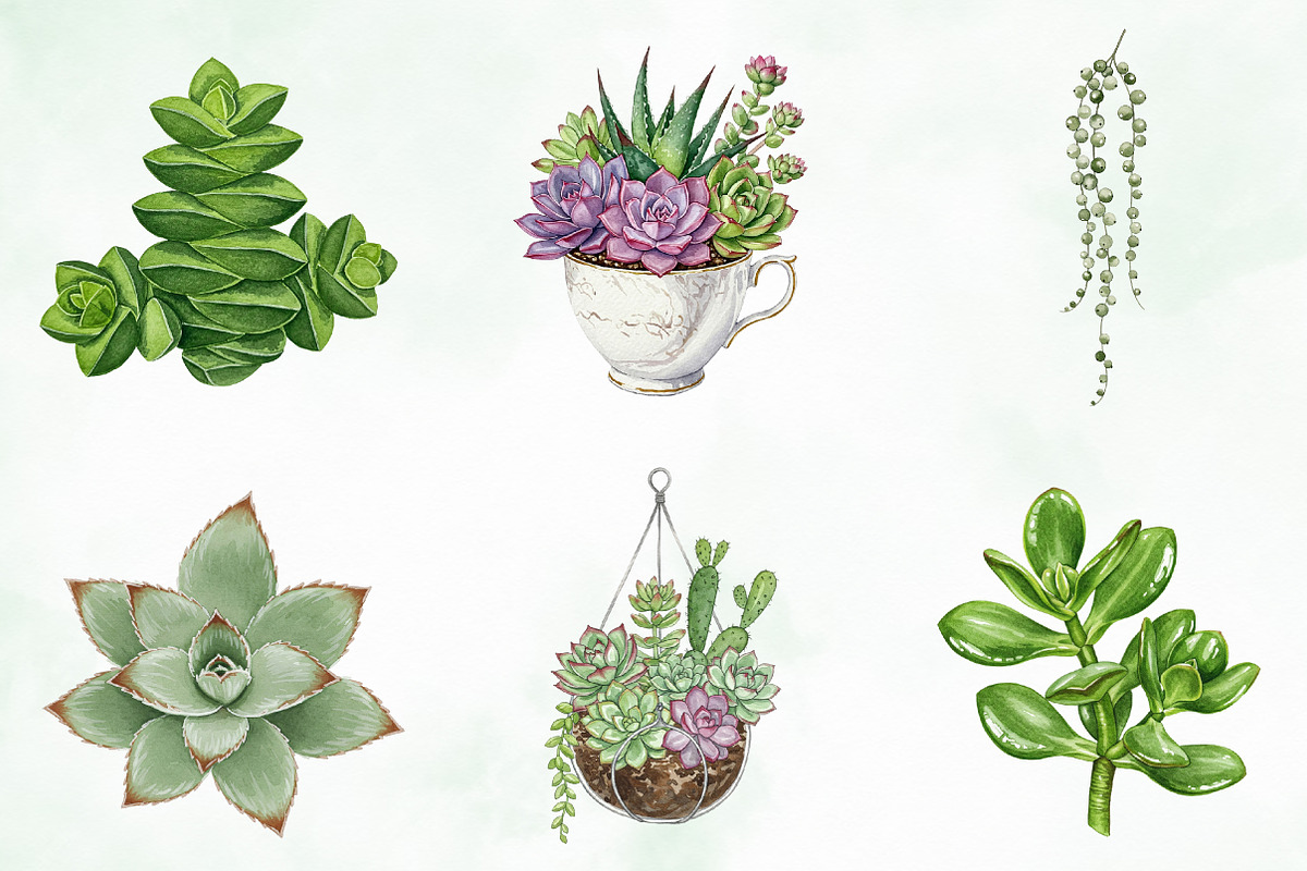 Watercolor Succulent Clipart, an Illustration by Creative Art (Photo 10 of 10)