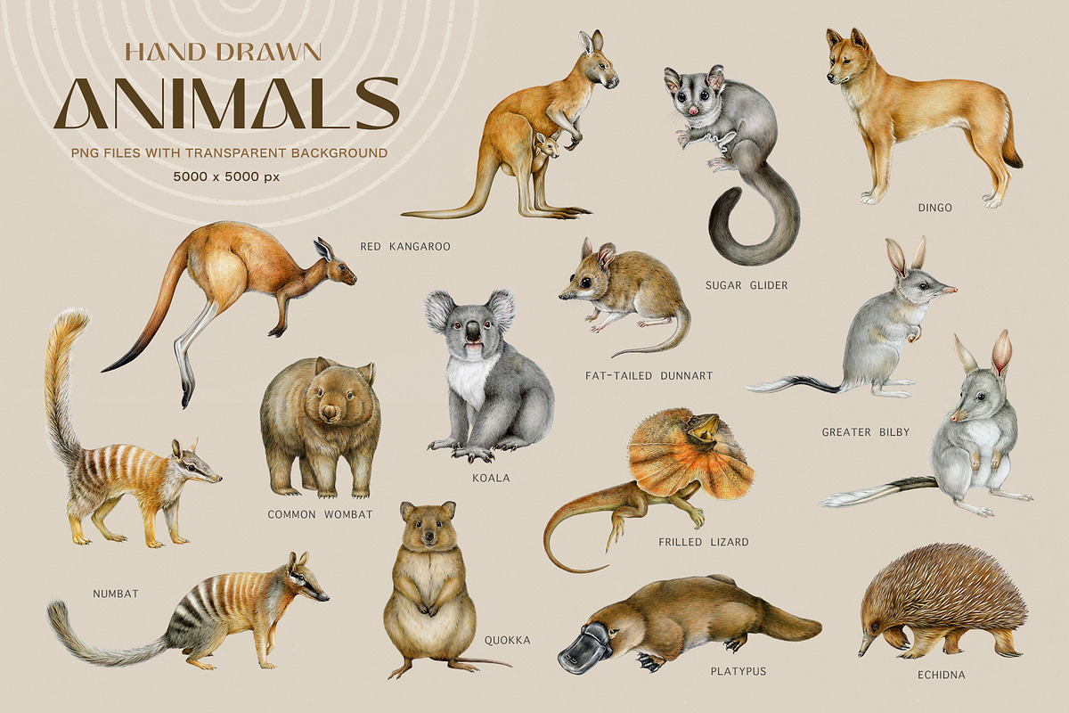 Australia Flora Fauna Clipart, an Animal Illustration by AnitaPol (Photo 2 of 27)