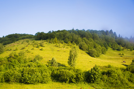 Carpathian nature in summer, a Nature Photo by Artsaba Family