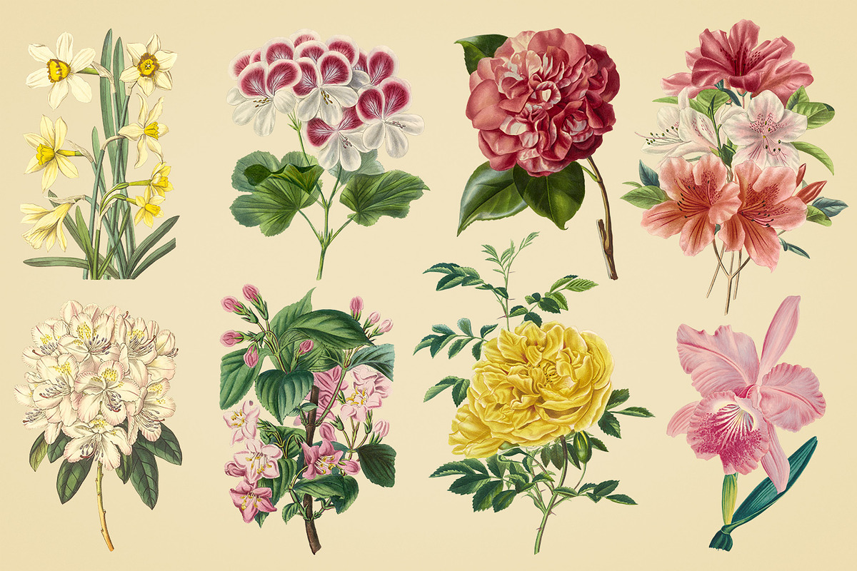 Vintage Illustrations of Flowers, an Illustration by Graphic Goods (Photo 7 of 9)
