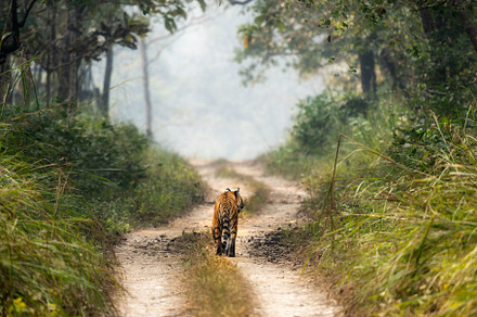 Bengal Tiger in Chitwan National Park, a Background Photo by Clinton Weaver