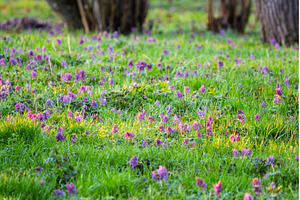 Field of Purple Corydalis Flowers in, a Nature Photo by Pakosta